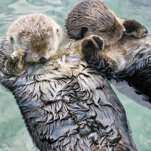 Meet your Posher, Darcy